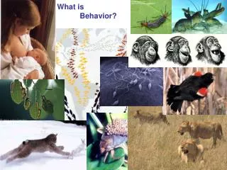 What is 	Behavior?