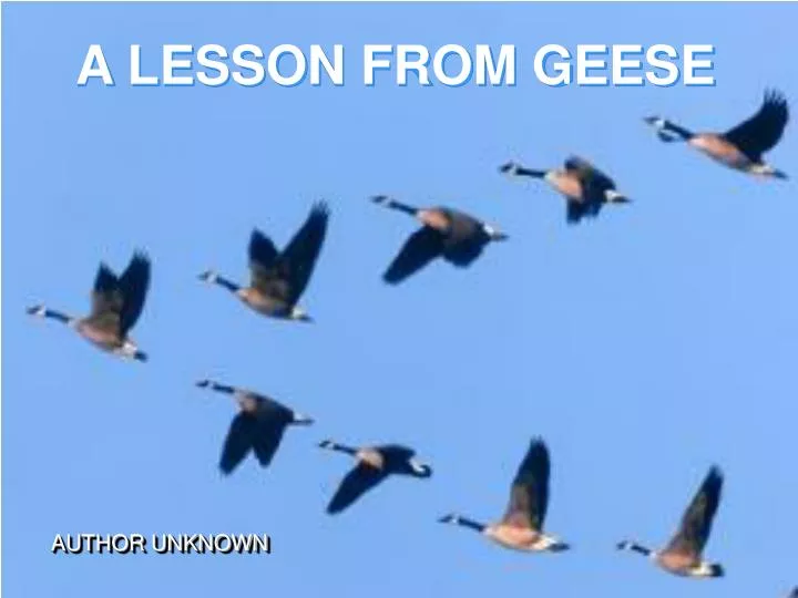 a lesson from geese