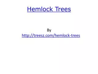 Hemlock Trees