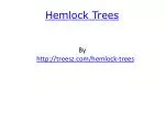 Hemlock Trees - slide 1