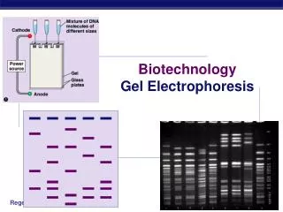 Biotechnology Gel Electrophoresis
