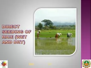 DIRECT SEEDING OF RICE (WET AND DRY)