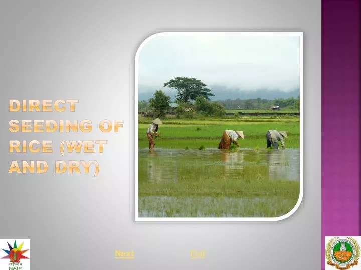 direct seeding of rice wet and dry