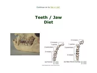 Teeth / Jaw Diet