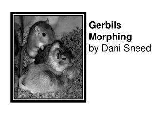 Gerbils Morphing by Dani Sneed