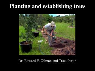 Planting and establishing trees