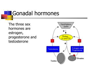 Gonadal hormones