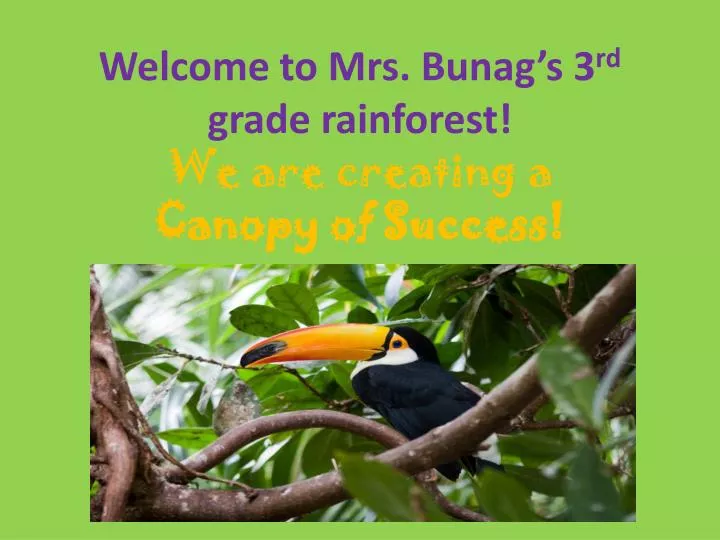 welcome to mrs bunag s 3 rd grade rainforest we are creating a canopy of success