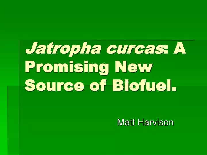 jatropha curcas a promising new source of biofuel