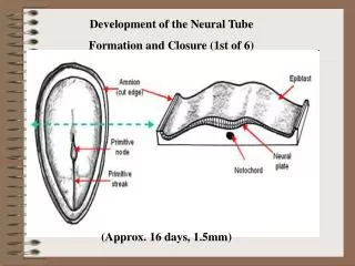 Development of the Neural Tube Formation and Closure (1st of 6)