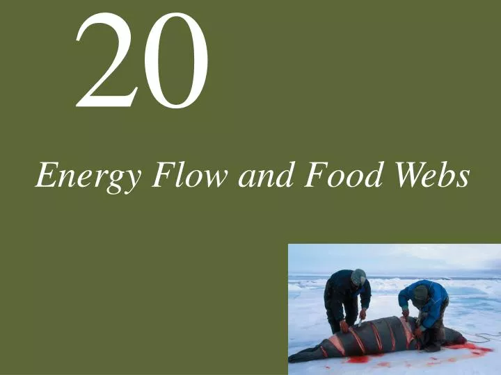 energy flow and food webs