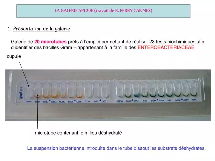 la galerie api 20e travail de r ferry cannes