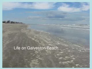 Life on Galveston Beach