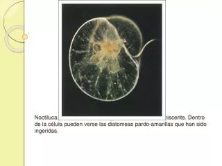 Noctiluca scintillans , un dinoflagelado marino bioluminiscente . Dentro de la célula pueden verse las diatomeas pardo