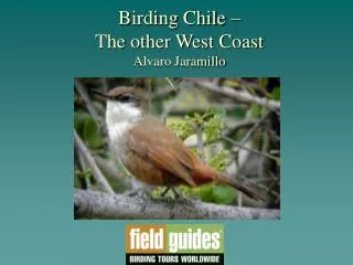 Birding Chile – The other West Coast Alvaro Jaramillo