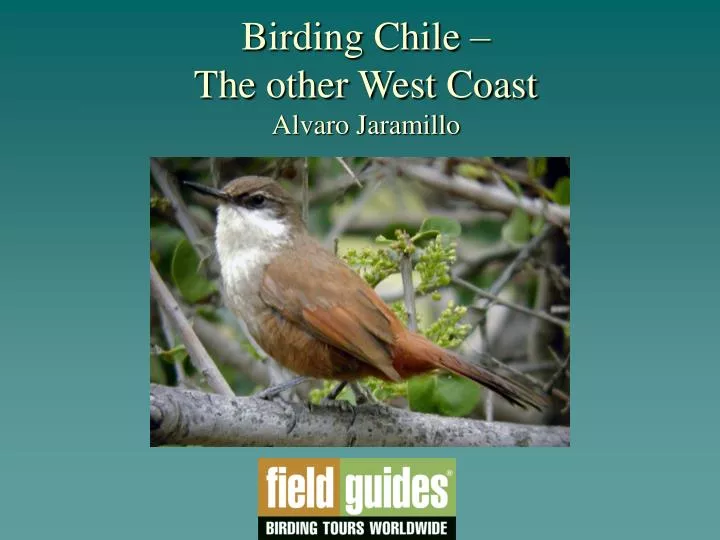 birding chile the other west coast alvaro jaramillo