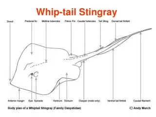 Whip-tail Stingray