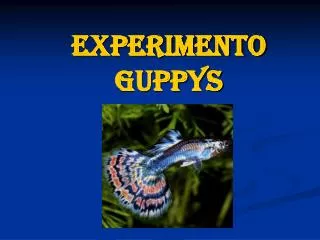 Experimento Guppys