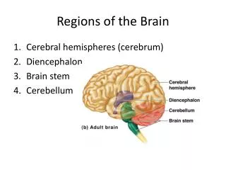 Regions of the Brain