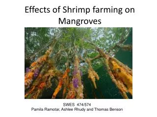 Effects of Shrimp farming on Mangroves