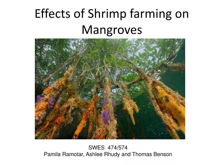 effects of shrimp farming on mangroves