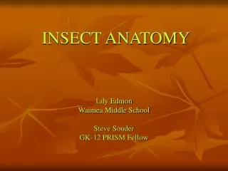 INSECT ANATOMY