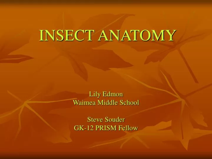 insect anatomy