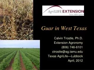 Guar in West Texas