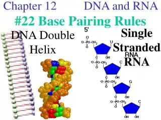 Chapter 12 DNA and RNA #22 Base Pairing Rules