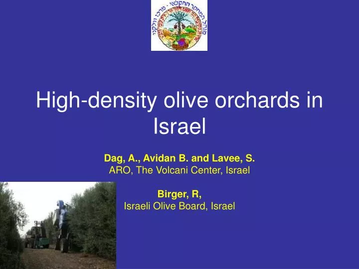 high density olive orchards in israel