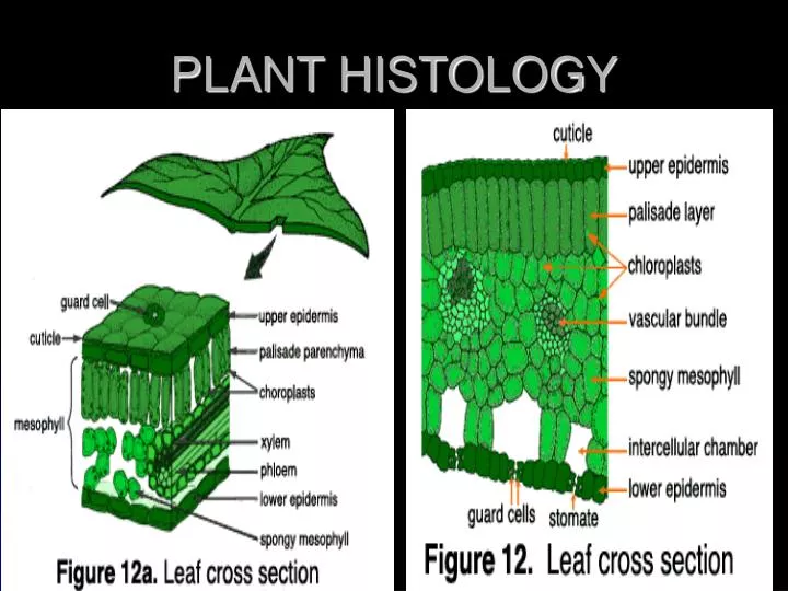 plant histology