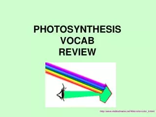 PHOTOSYNTHESIS VOCAB REVIEW