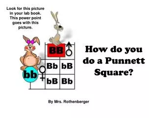 How do you do a Punnett Square?