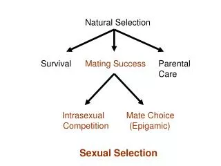 Natural Selection Survival	 Mating Success 	 Parental 					 Care Intrasexual	 Mate Choice 	Competition	(Epiga