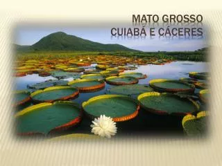 MATO GROSSO Cuiabá e Cáceres