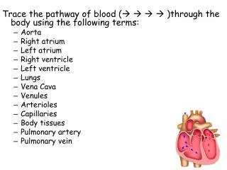Trace the pathway of blood ( ? ? ? ? )through the body using the following terms: Aorta Right atrium Left atrium Right