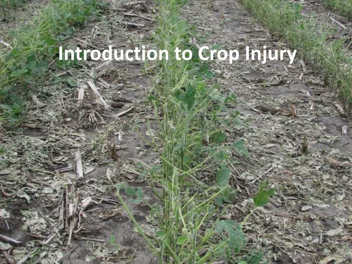 introduction to crop injury