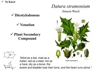 Datura stramonium Jimson Weed