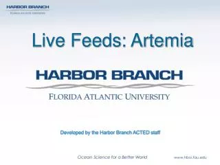 Live Feeds: Artemia
