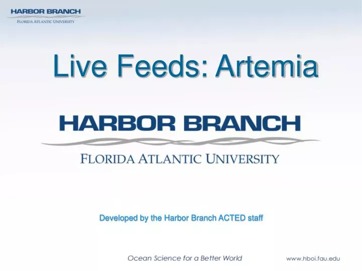 live feeds artemia