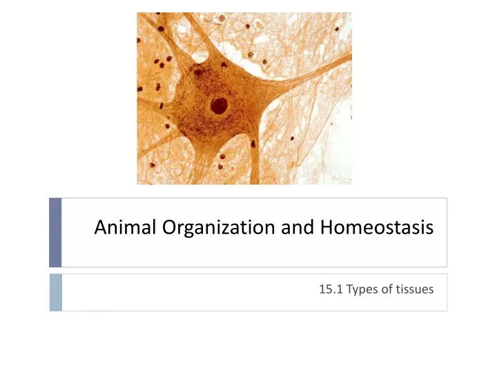 animal organization and homeostasis