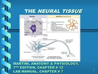 THE NEURAL TISSUE MARTINI, ANATOMY &amp; PHYSIOLOGY, 7 TH EDITION, CHAPTER # 12 LAB MANUAL, CHAPTER # 7