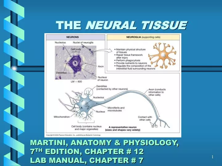 the neural tissue martini anatomy physiology 7 th edition chapter 12 lab manual chapter 7