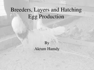 Breeders, Layers and Hatching Egg Production