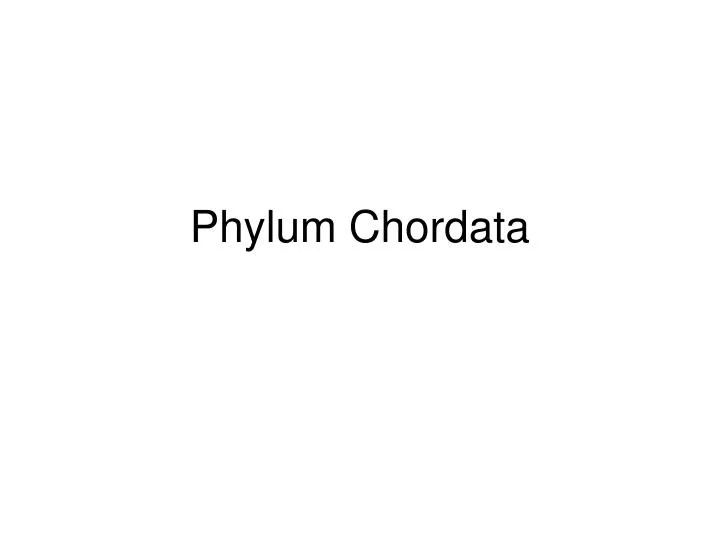 phylum chordata