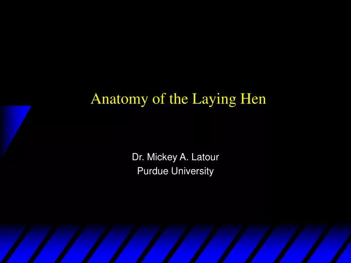 anatomy of the laying hen