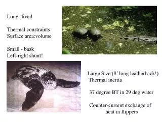 Long -lived Thermal constraints Surface area:volume Small - bask Left-right shunt!