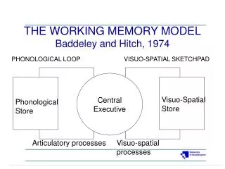 THE WORKING MEMORY MODEL Baddeley and Hitch, 1974