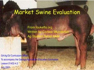 Market Swine Evaluation