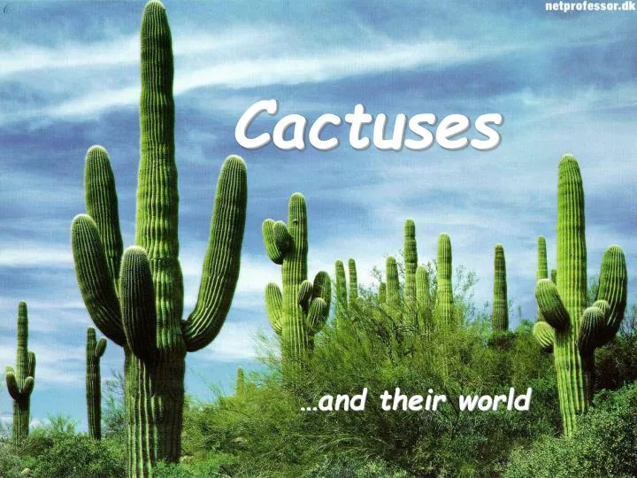 cactuses